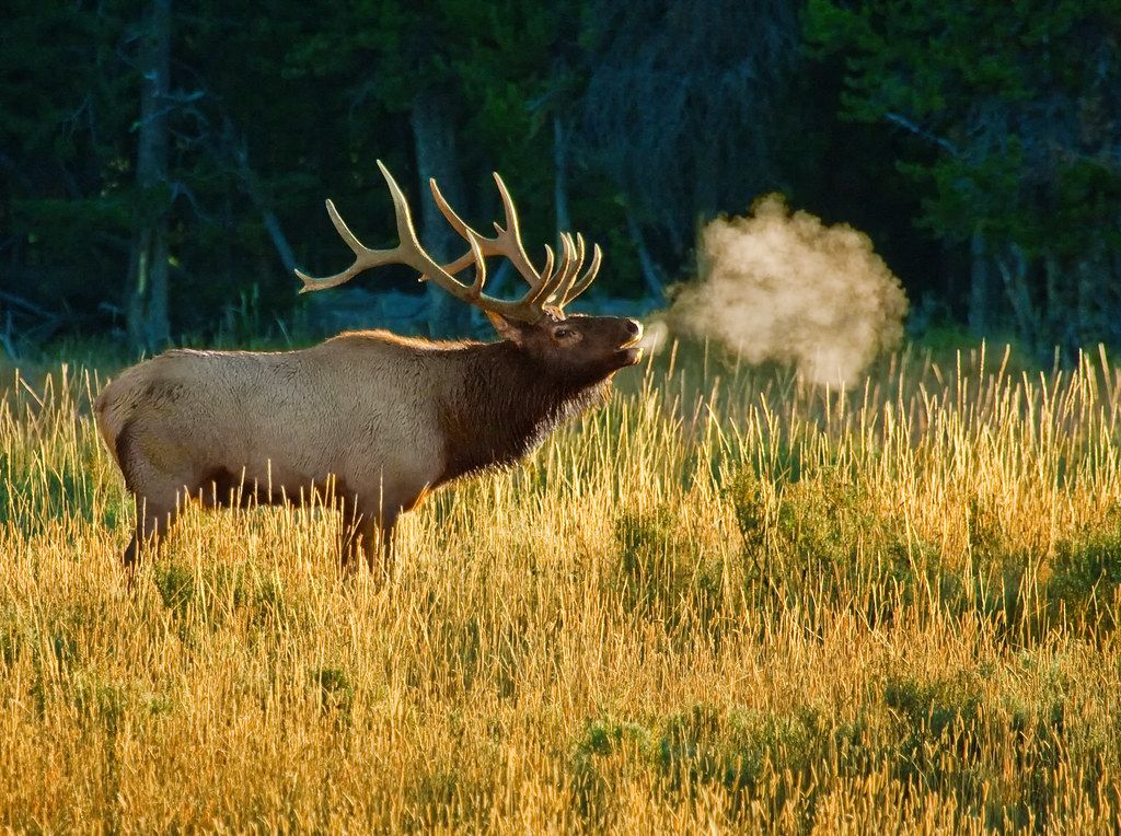 RMEF Prairie Lakes Chapter Annual Banquet