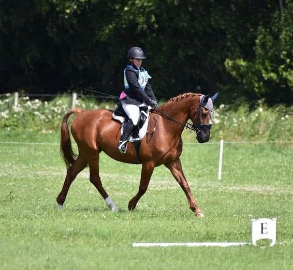 Evening Dressage 