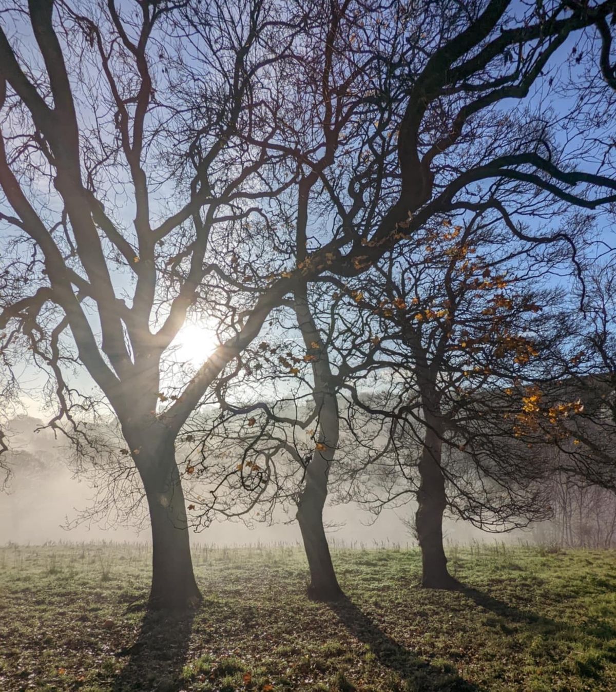 Tree Magic