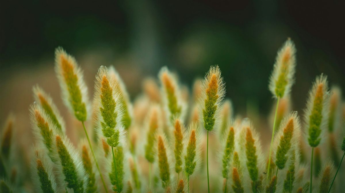 On Indigenous Seedkeeping and Food Sovereignty With Rowen White