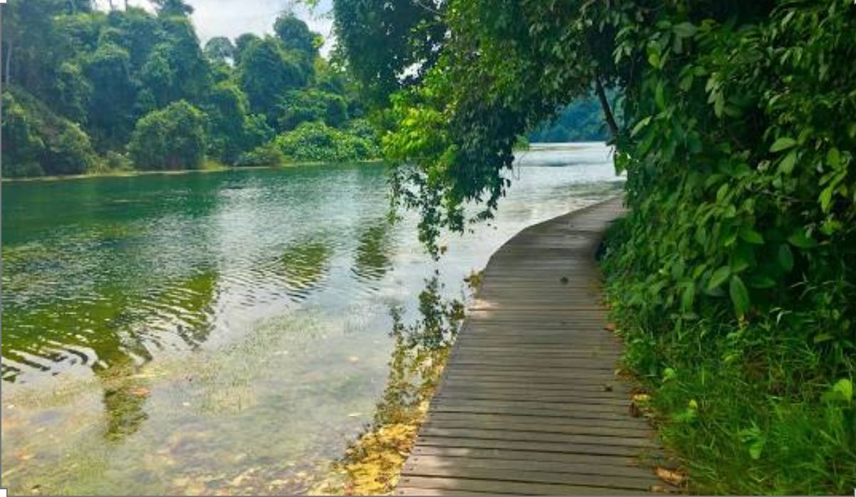Leisure Hike from MacRitchie Reservoir to Bukit Timah Rail Bridge Green Corridor