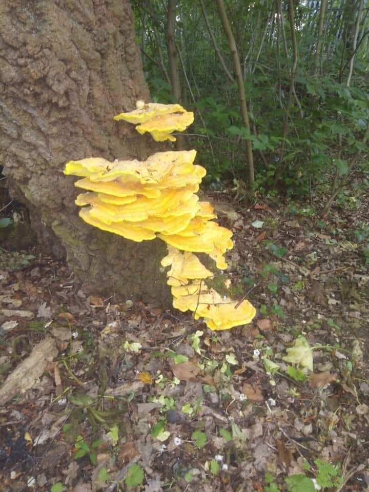 Fungi open day 