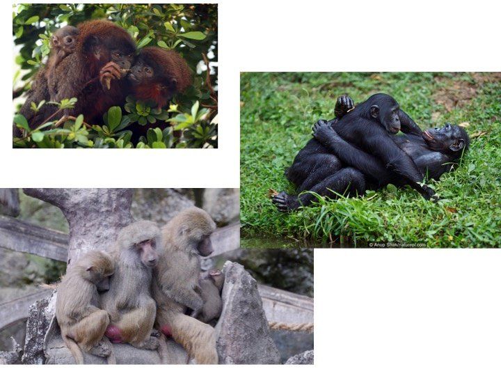 Primate mating systems and the evolution of language