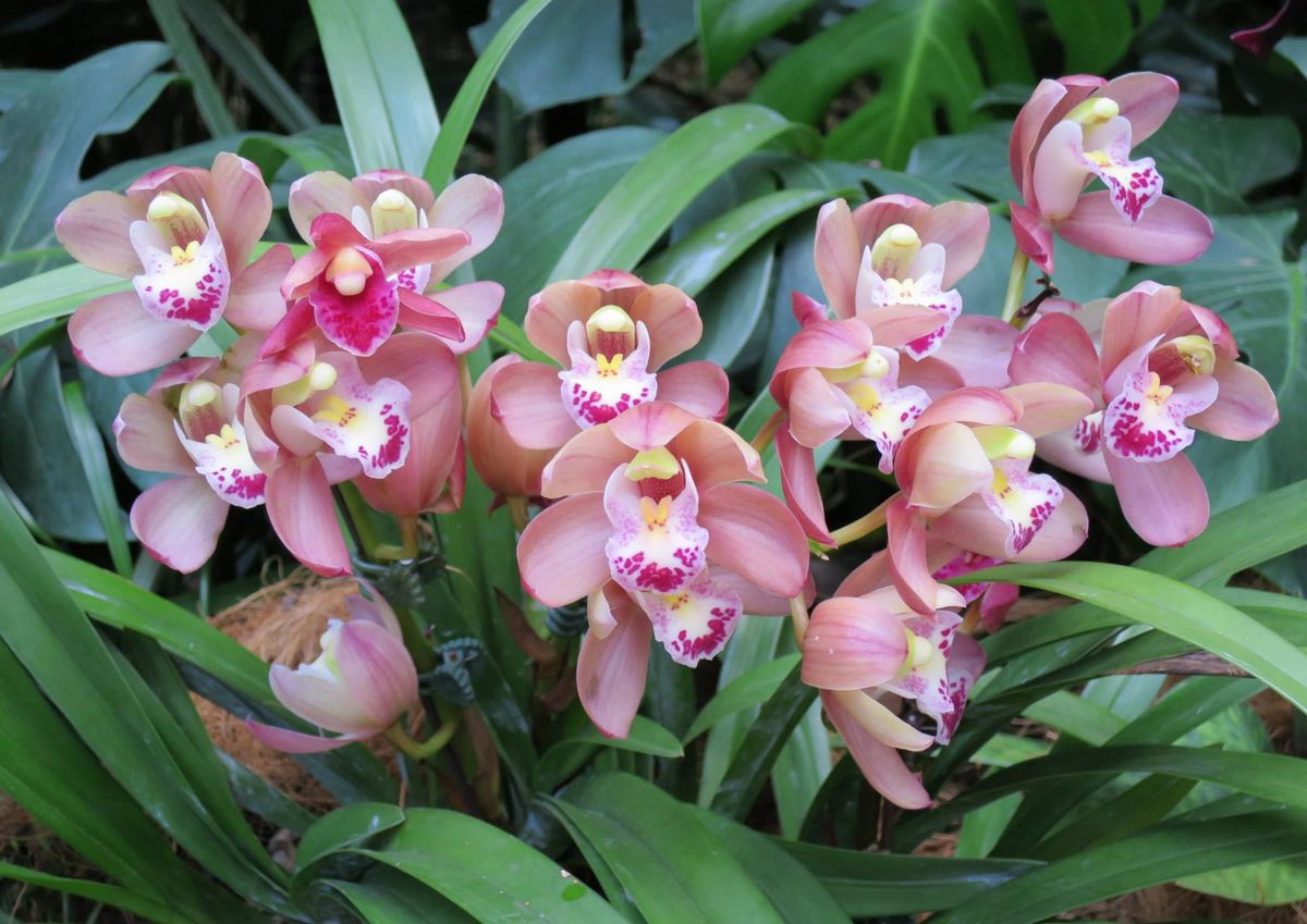 2024 TVOS Orchid Show and Sale