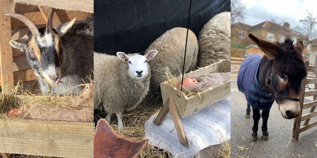 Living Nativity from Ark Farm