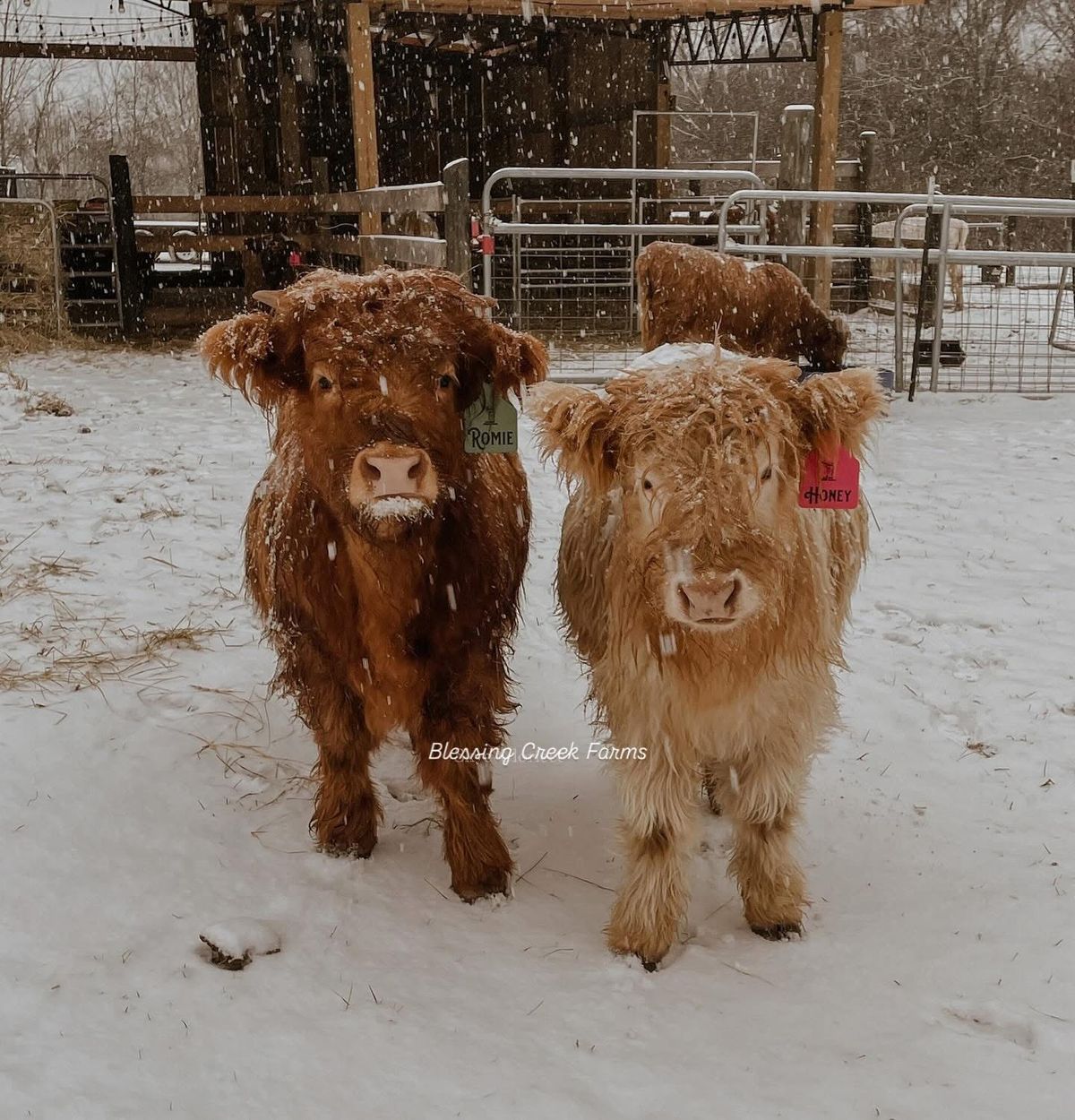 BLESSING CREEK FARMS HIGHLAND COW EXTRAVAGANZA