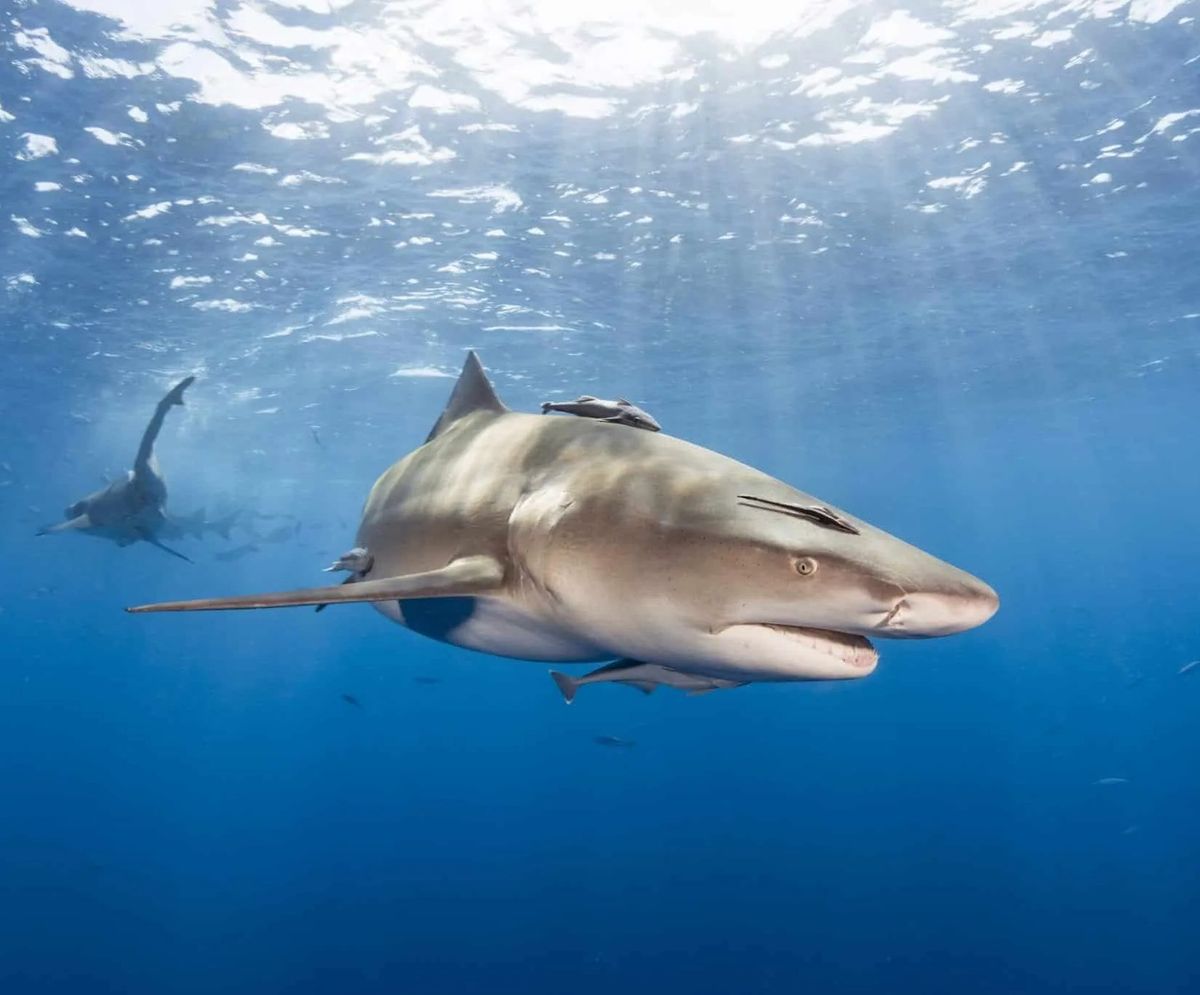 Lemon Shark Safari