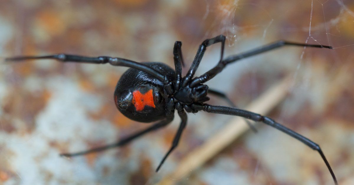 Wildlife Wednesday \u2013 Along Came a Spider 