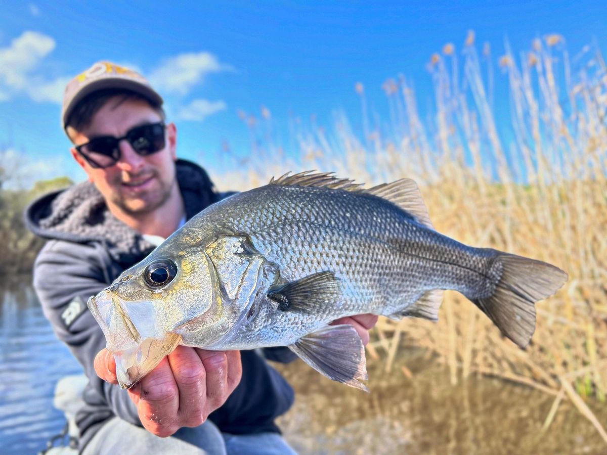 Dinney Chapman Perch Comp