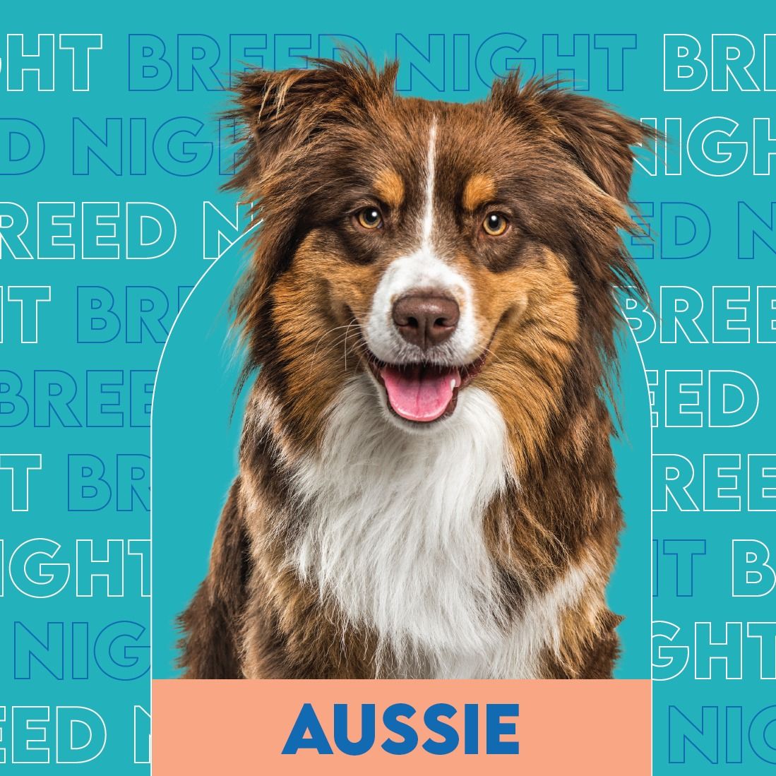 Australian Shepherd Breed Night