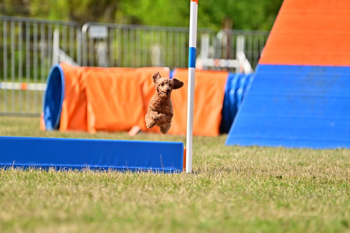 Treningowe zawody agility 15\/02\/2025 CANIVERSUM