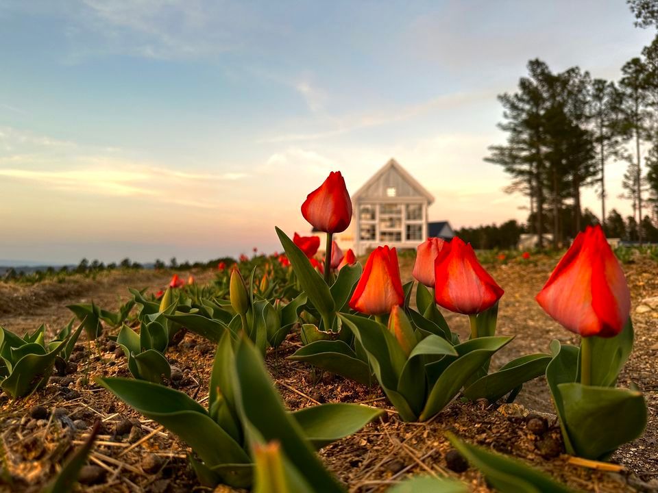 Tulip Festival at Sanctuary Ridge Farm, Decatur, TN, 1917 Armstrong ...