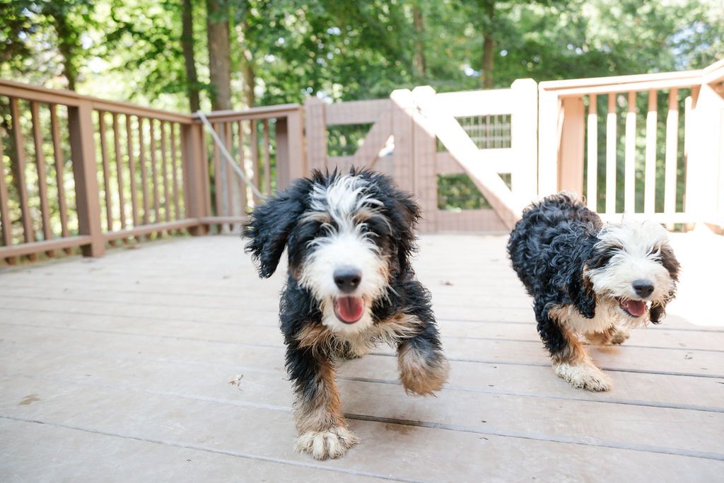 Yappy Hour Summer Series! 