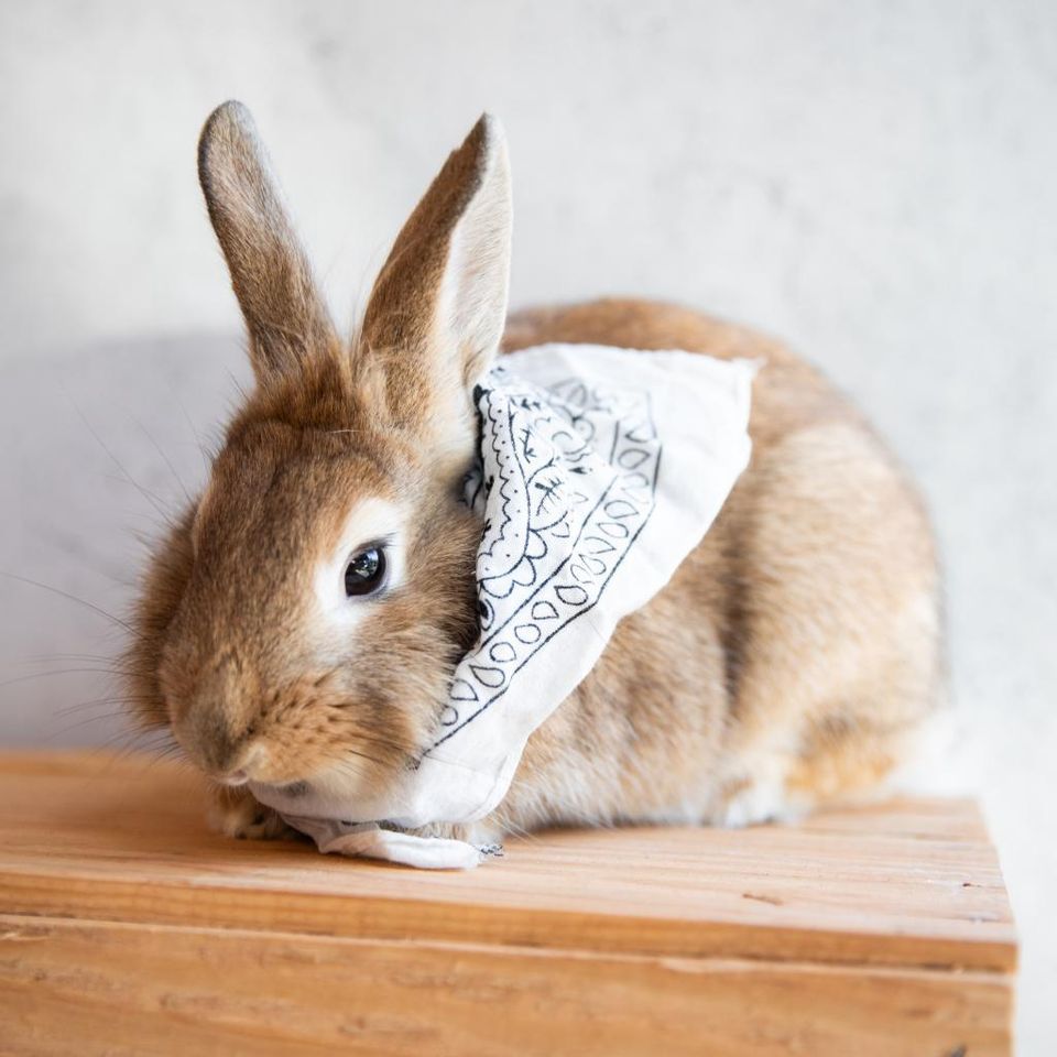 Rabbit Advocates Community Meeting