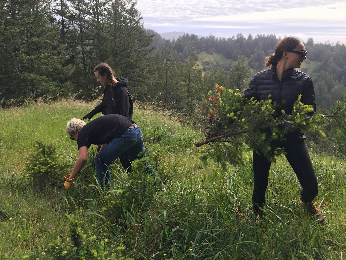 Volunteer Stewardship Day at Jenner Headlands Preserve