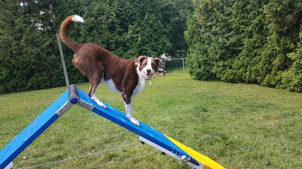 Outdoor Agility Class