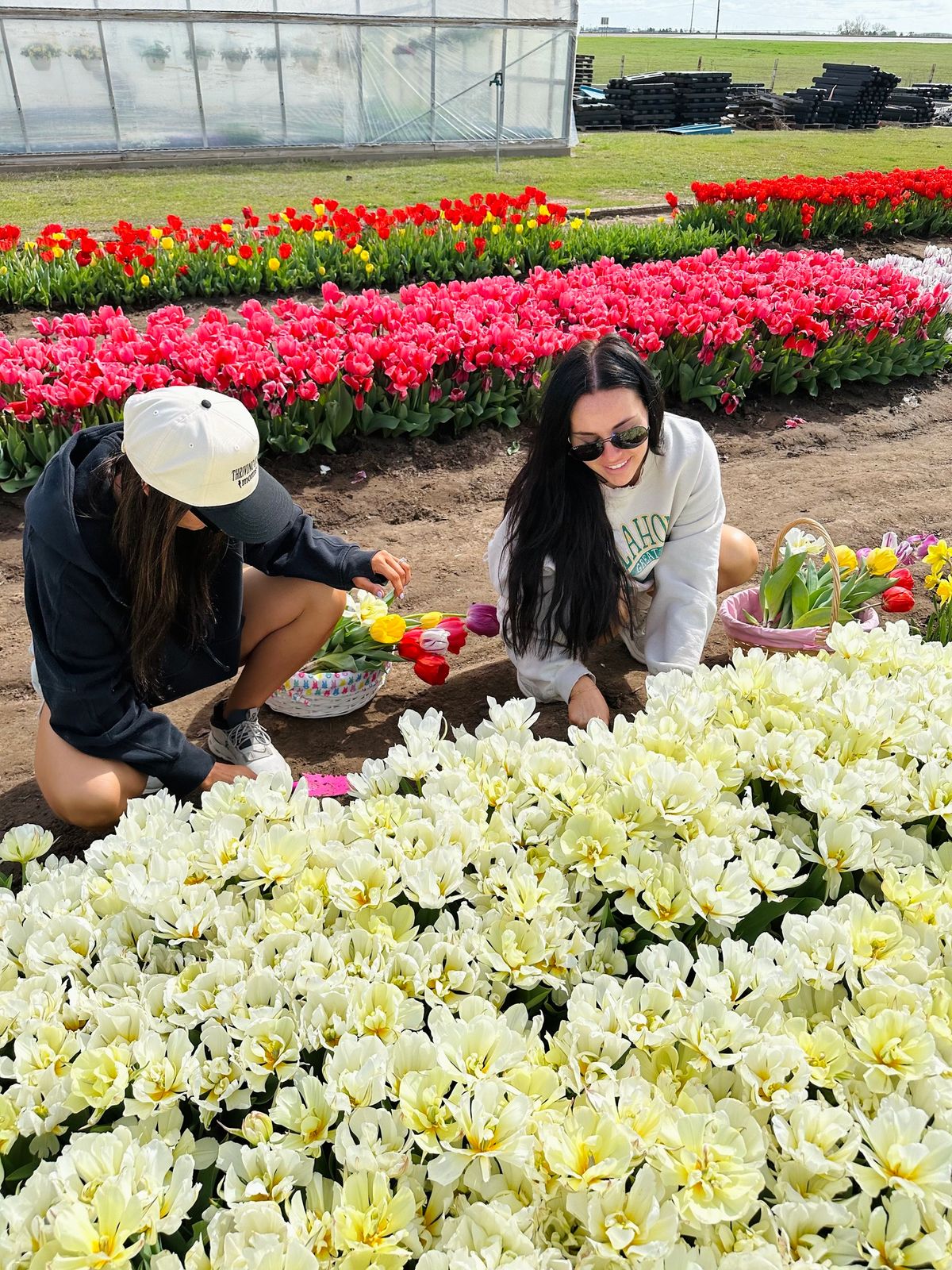 Tulip Festival