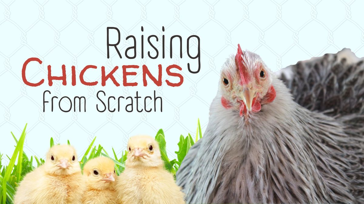 Raising Chickens from Scratch