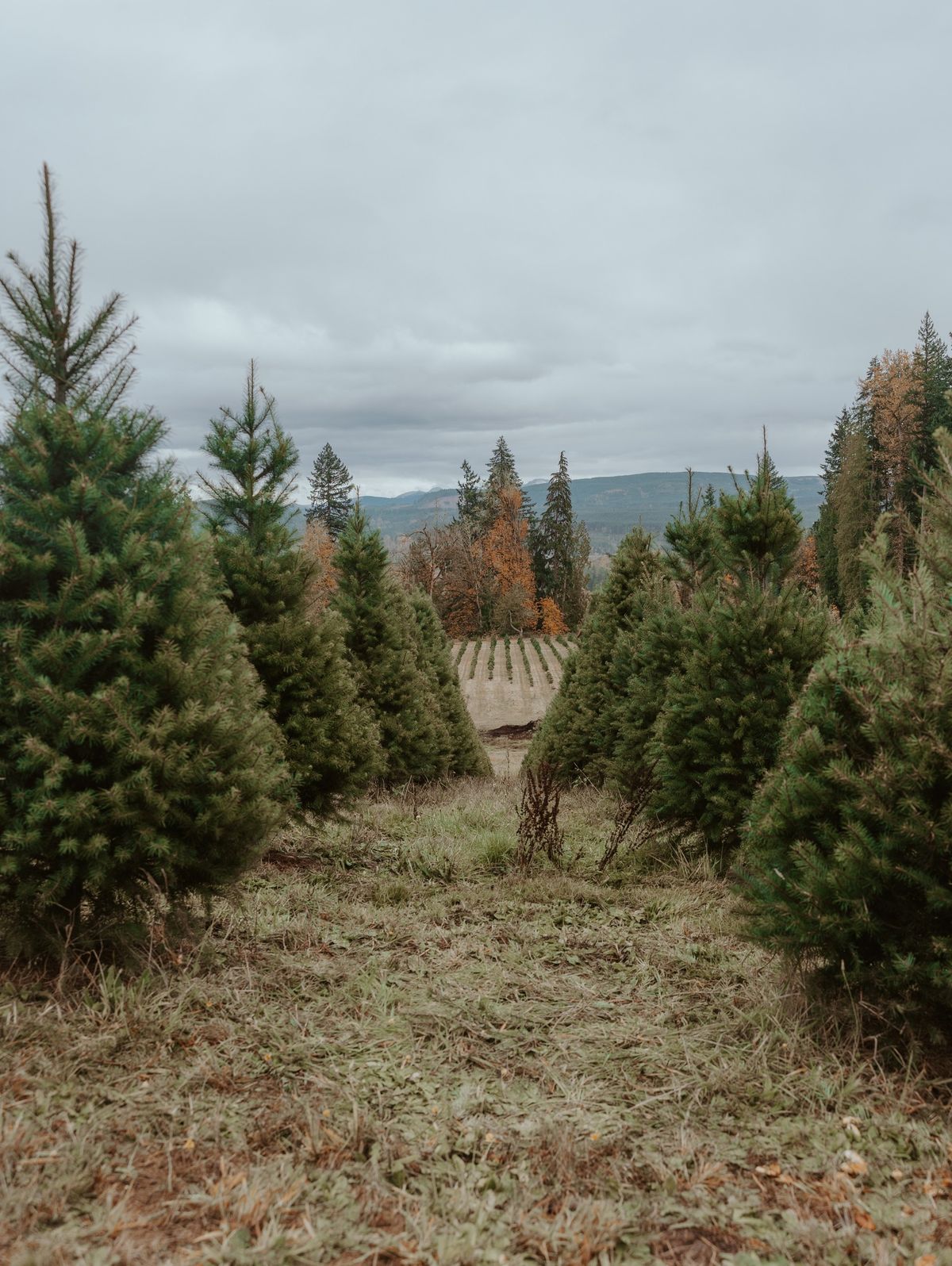 Opening Weekend - Edlynn Farm Christmas Trees