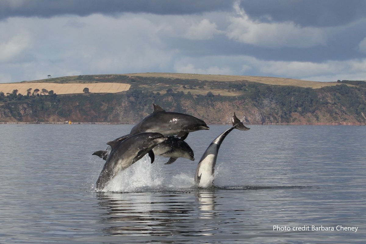 Dolphin Social Behaviours