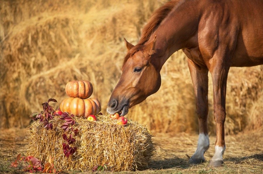 Horses and Pumpkins