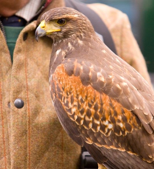 2 Day Bird of Prey Training & Management Course