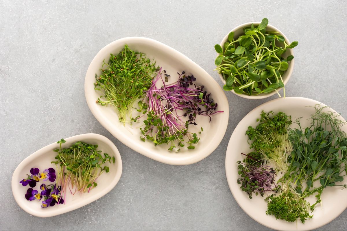 From Tiny Seeds to Tasty Feasts: A Microgreen Growing Workshop