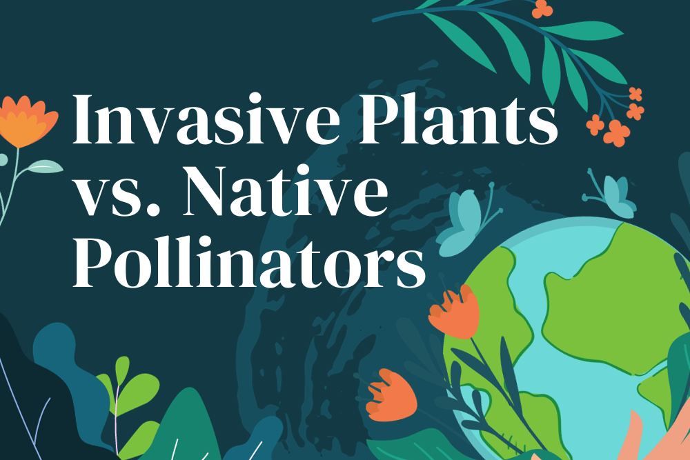 Invasive Plants vs. Native Pollinators