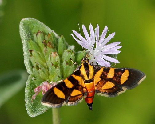 August Meeting: How to Identify Florida's Moths