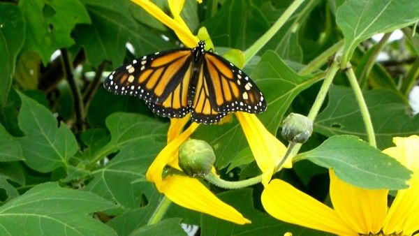 Monarchs in Marin