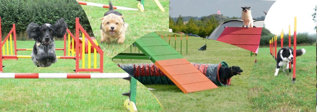 Agility Beginners Course