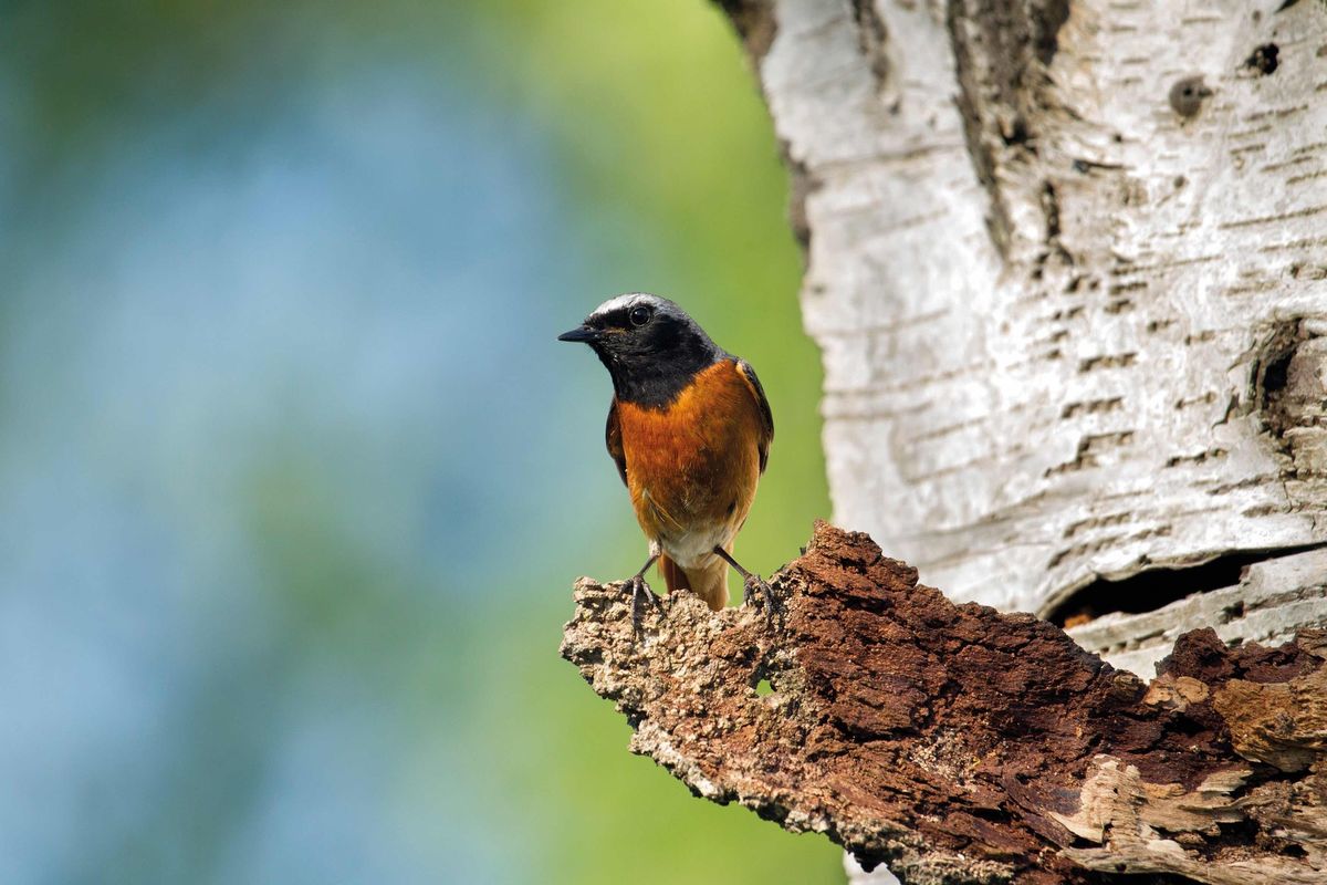 Redstart Ramble