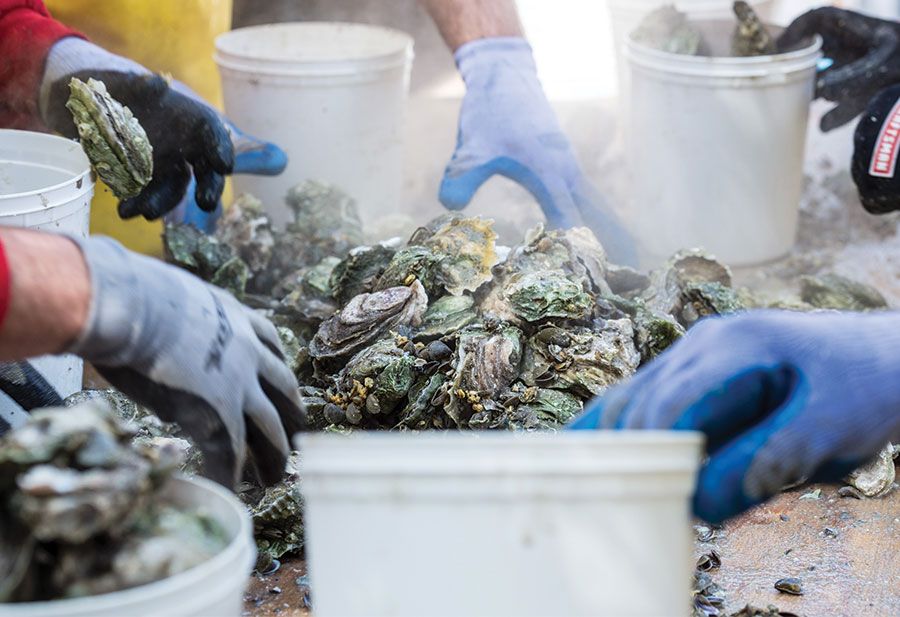 Shuckin' in the Park Oyster Roast