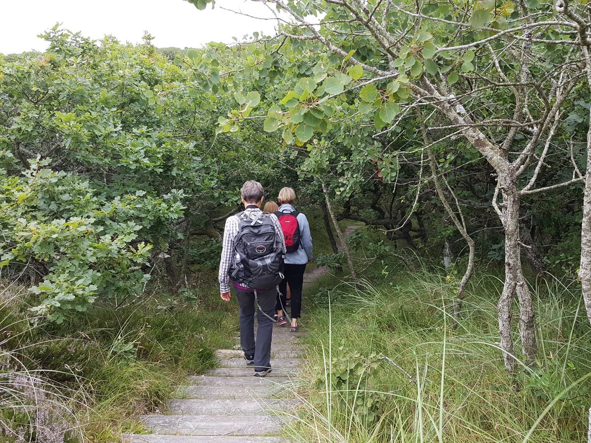 De tilsandede ege - Vild vestjysk natur