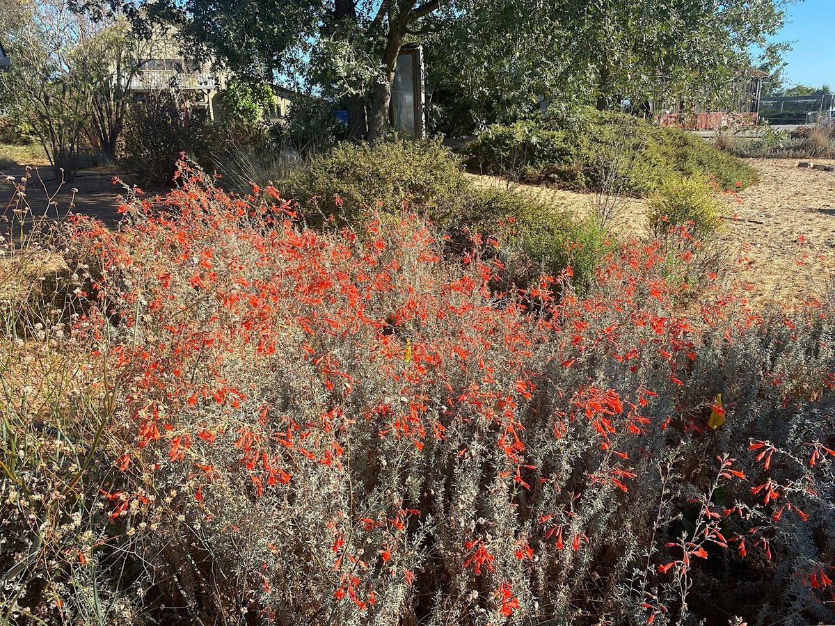 Native Plant Garden Volunteer Day at the Laguna Environmental Center