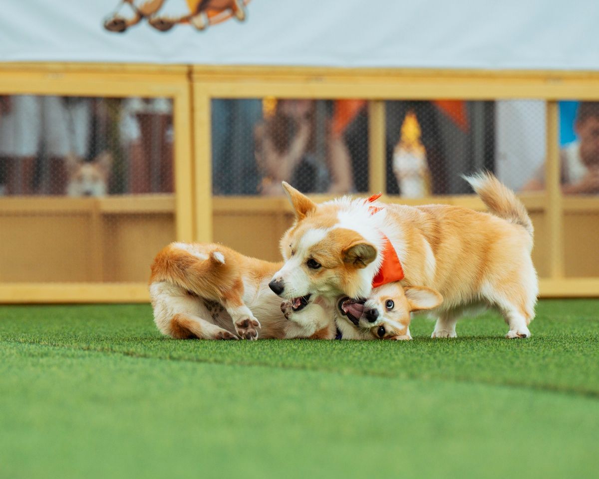  Corgi Race Vilnius 2025