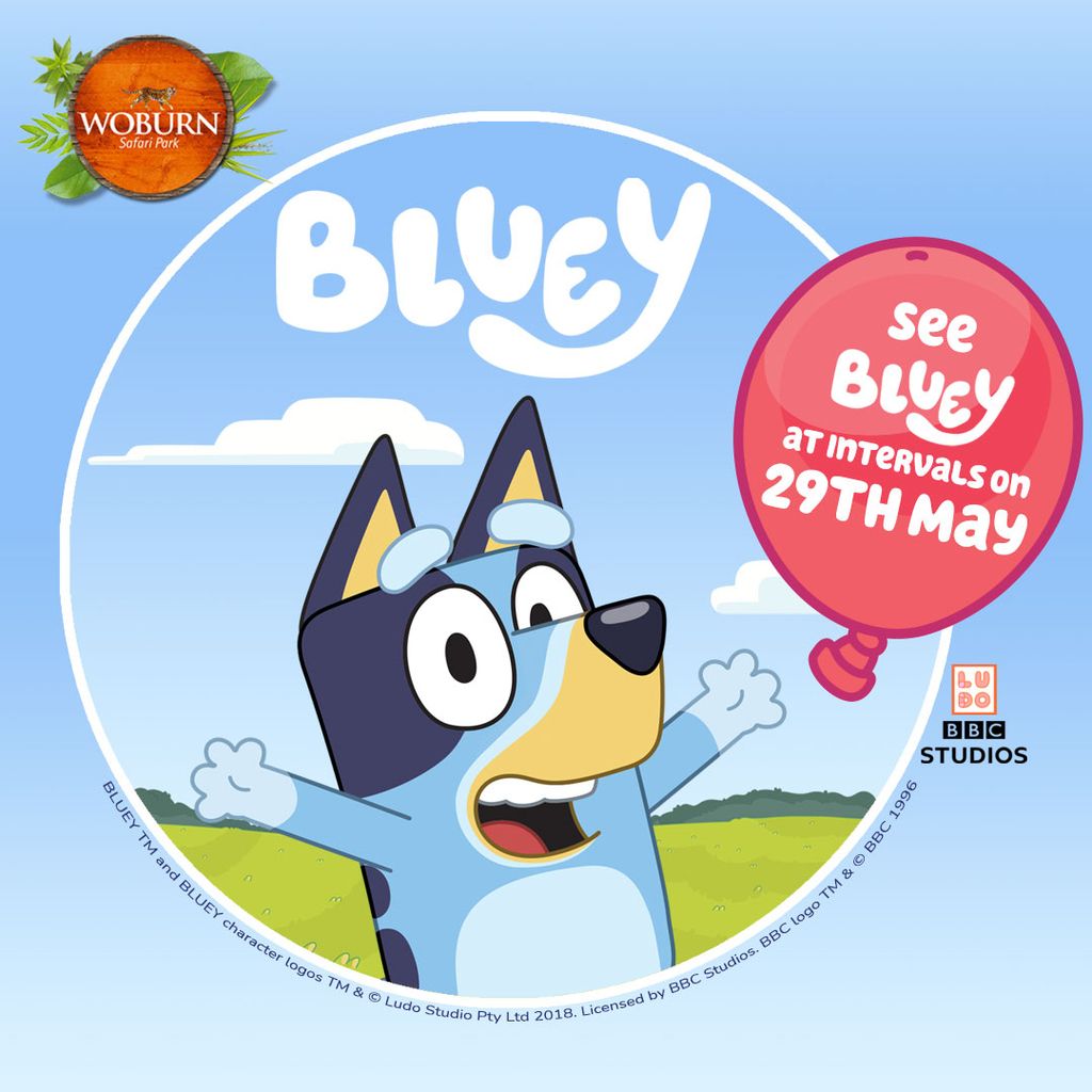 Come and meet Bluey at Woburn Safari Park!