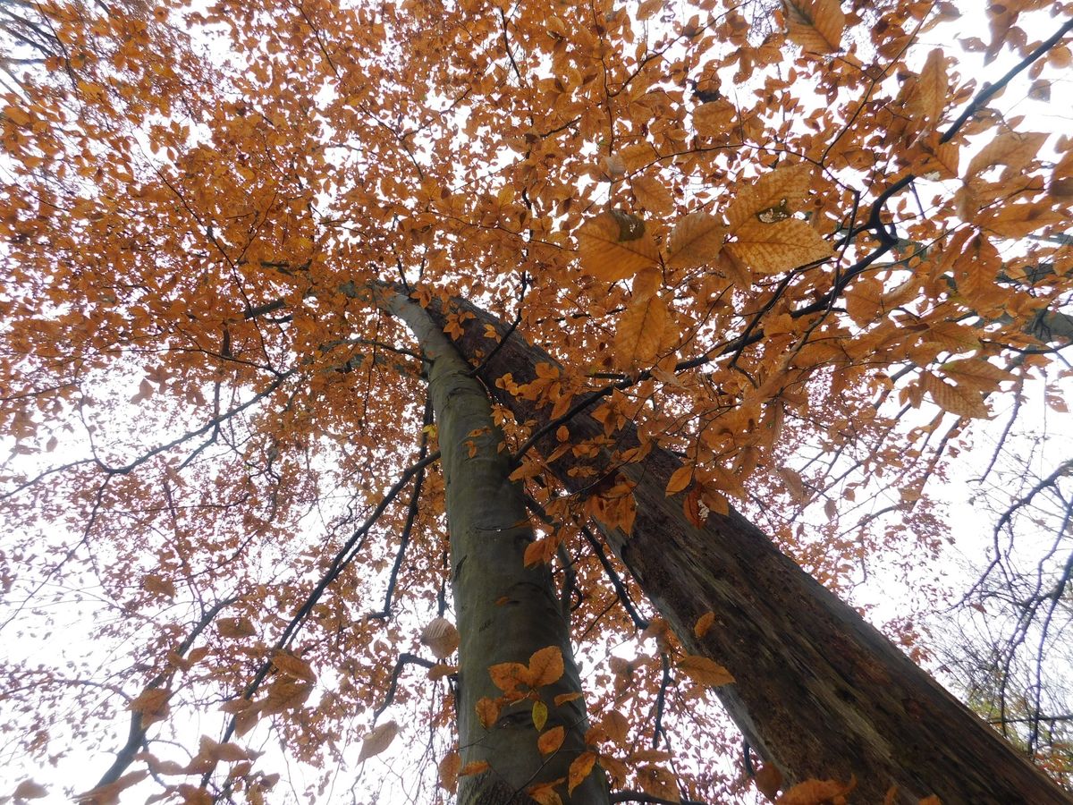 Fall Leaves Walk