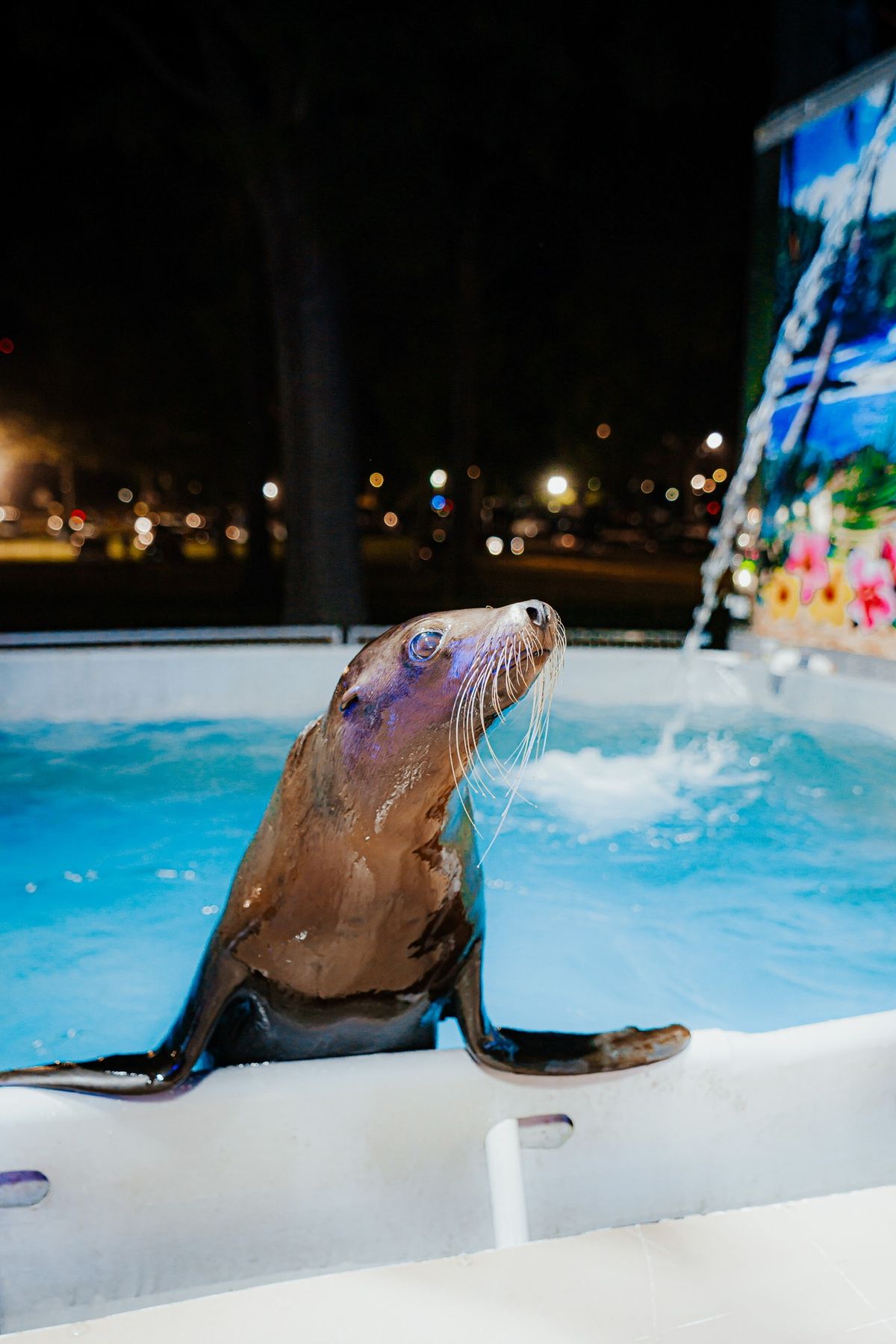 Sea Lion Splash