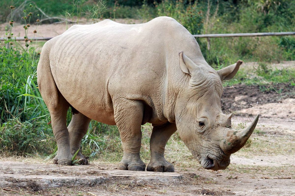 Summer Open Day & White Rhino Conservation Awareness