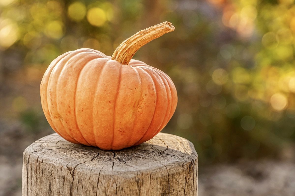 Paint a Mini Pumpkin @ Lincoln Branch 