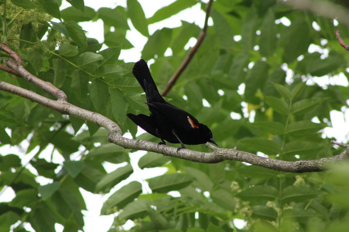 Feathers and Fields: A Bird-Watching Hike