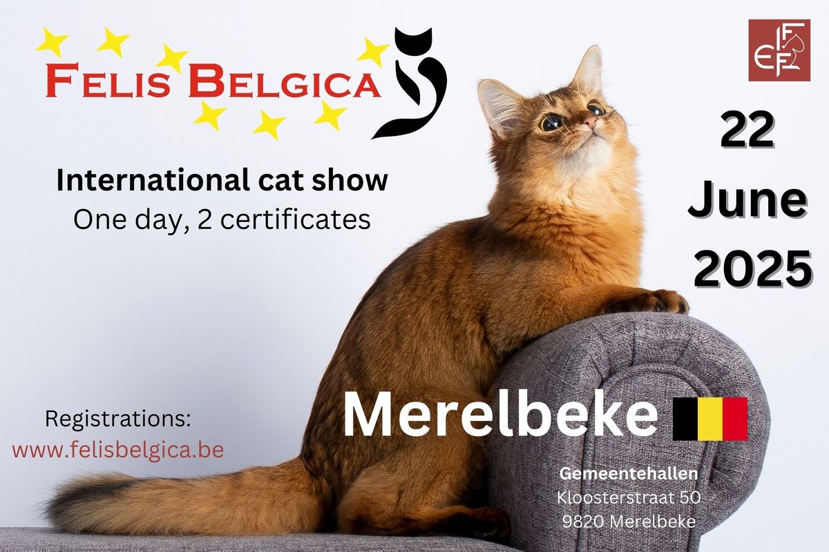 International FIFe cat show 