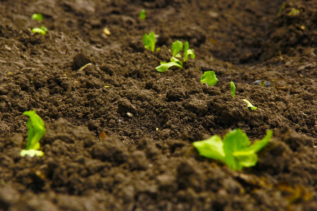 Building Great Garden Soil at Prairiewoods (in person)