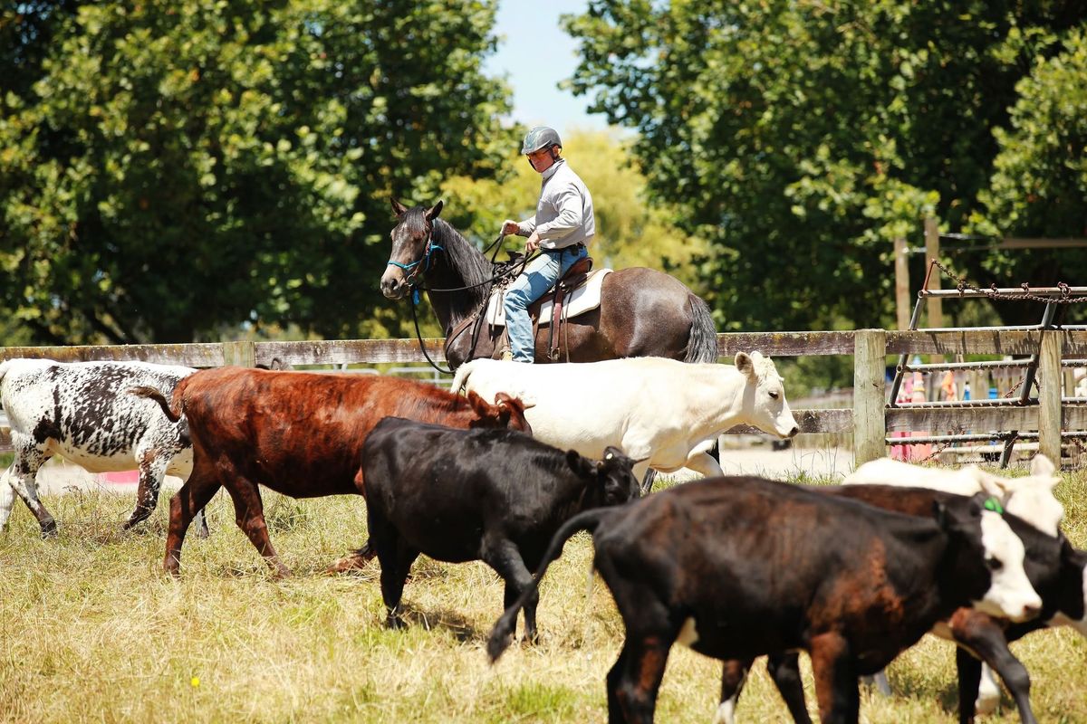 Experience Week - Cow Camp