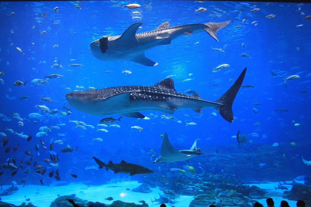 Dive with the Whale Sharks!