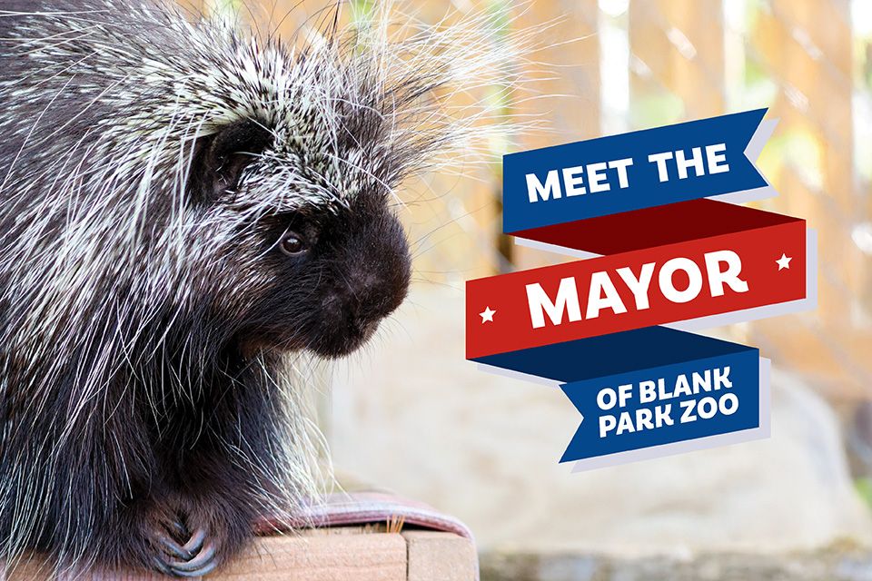 Meet the Mayor