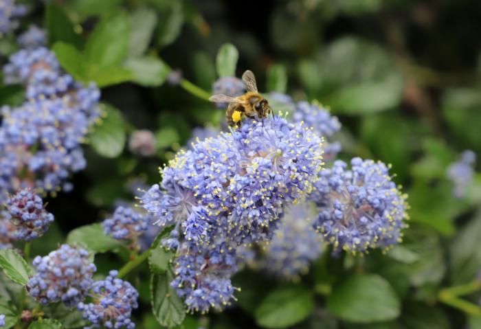 Native Plant Gardening for Habitat & the Environment