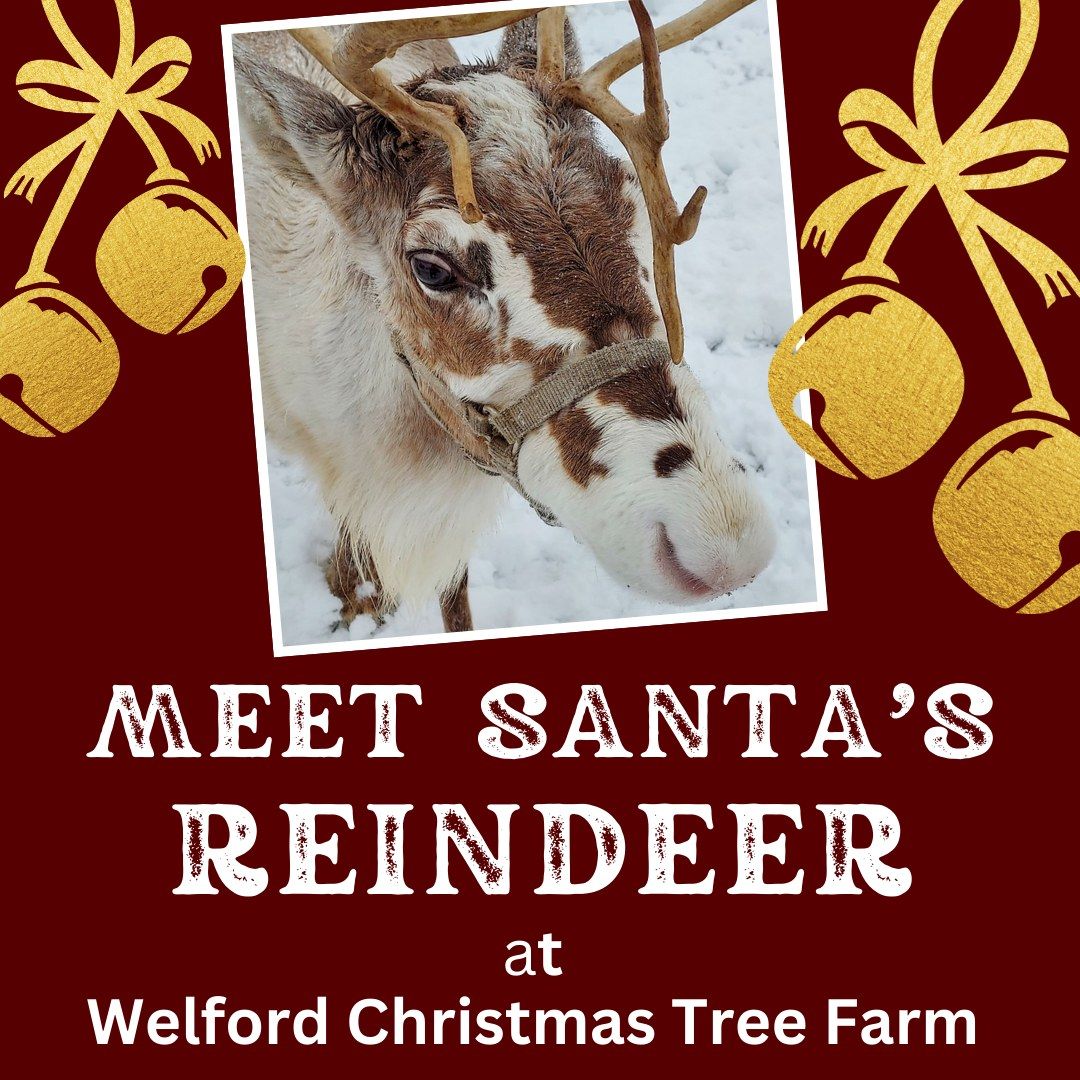 \ud83c\udf85 Santa\u2019s Reindeer @ Welford Christmas Tree Farm