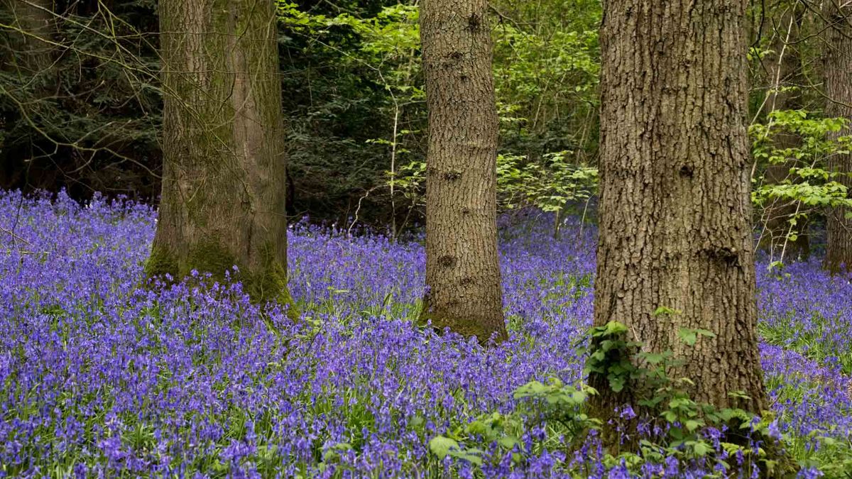 Marden Park & Greensand Way - The North - Sat 10 May 2025